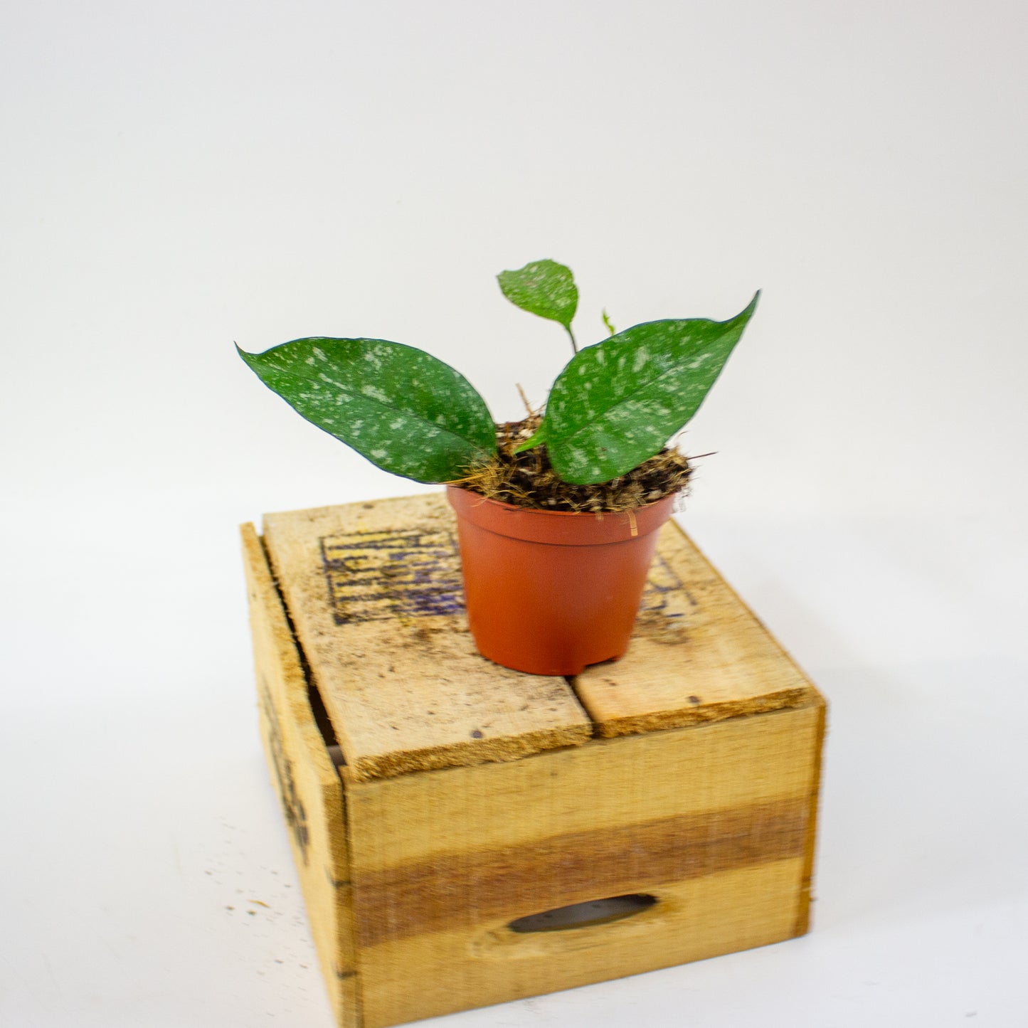 Hoya multiflora Silver Splash  8cm H12cm