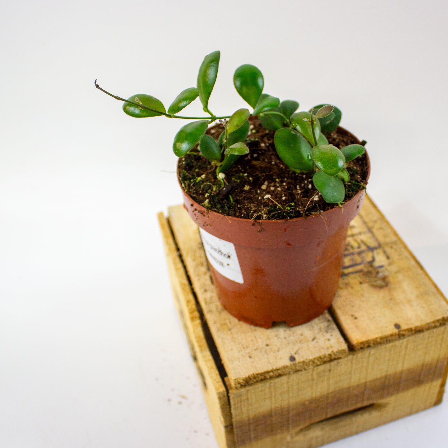 Hoya panchoi IML0228  12cm H15cm