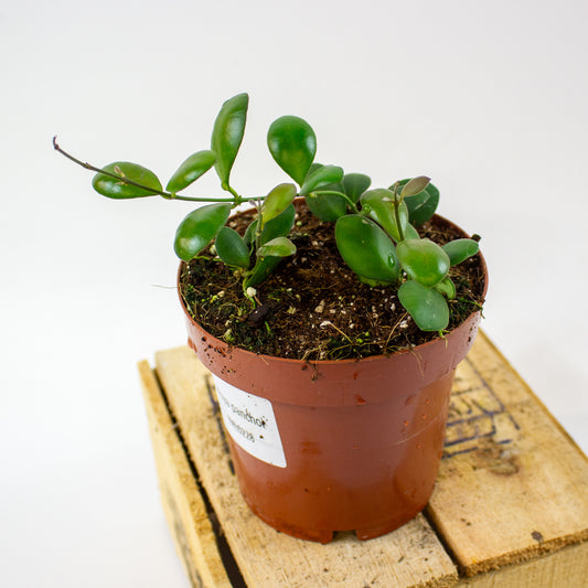 Hoya panchoi IML0228  12cm H15cm