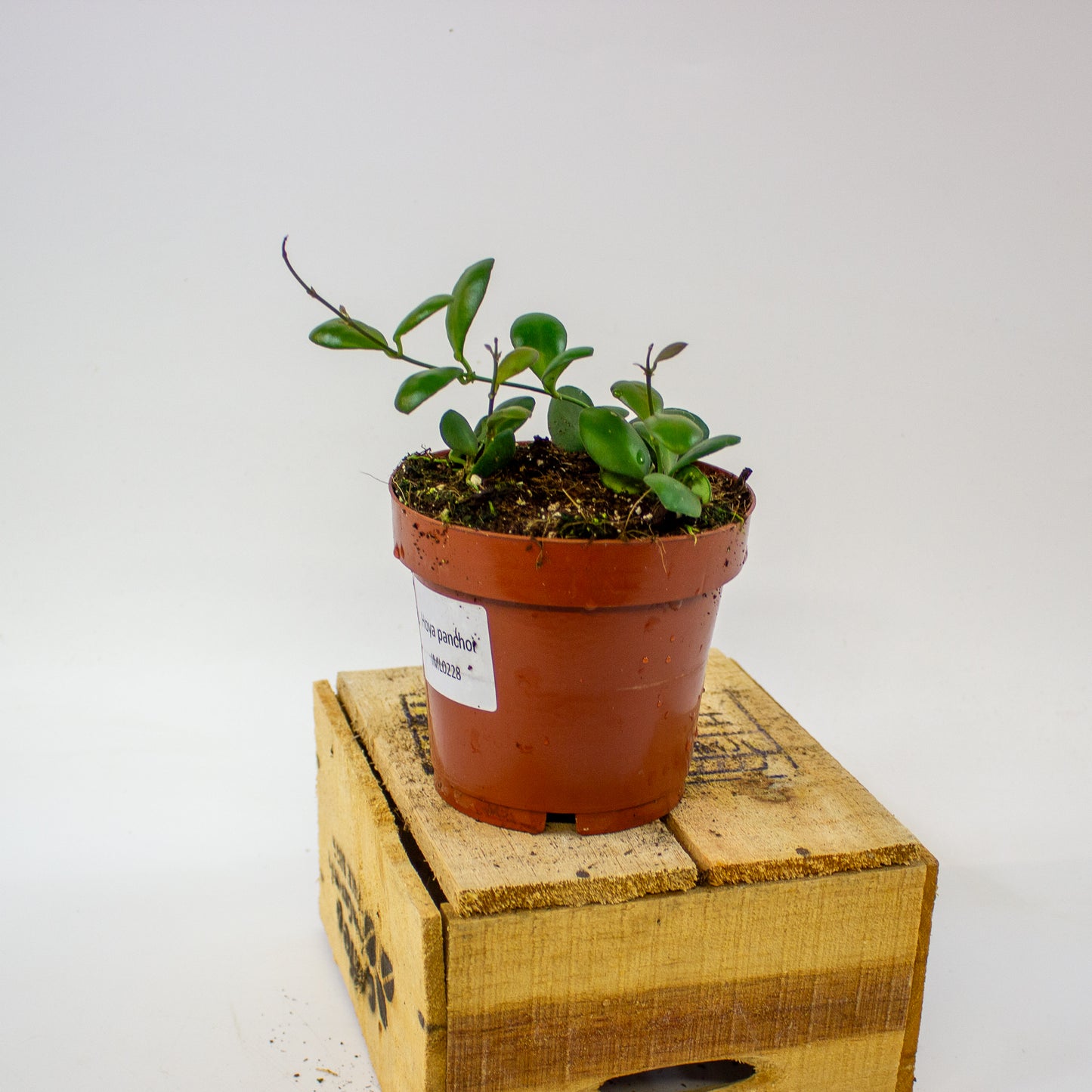 Hoya panchoi IML0228  12cm H15cm