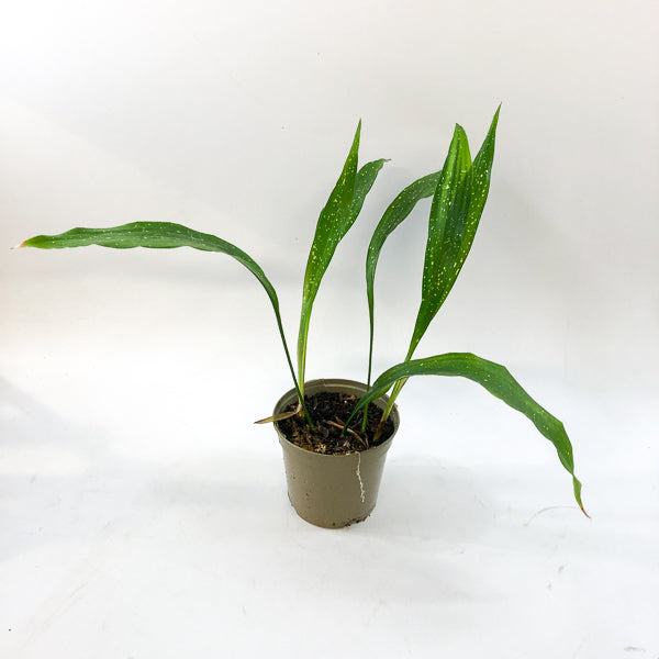 Aspidistra 'Milky Way'