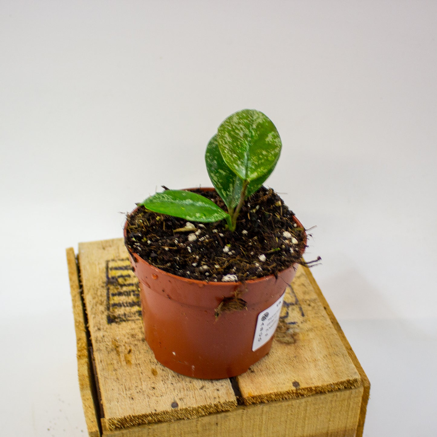 Hoya parasitica Splash  10.5cm H15cm