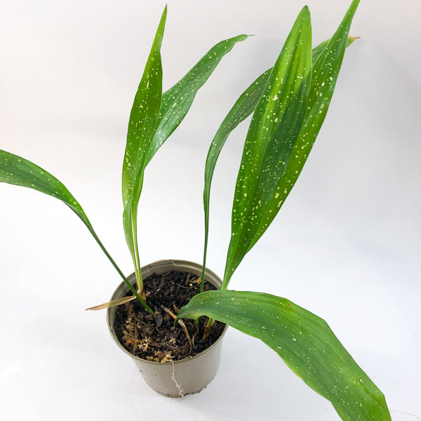 Aspidistra 'Milky Way'