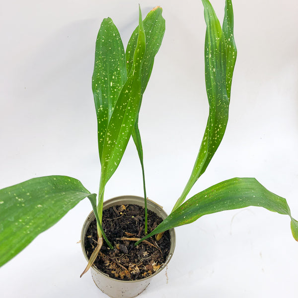 Aspidistra 'Milky Way'
