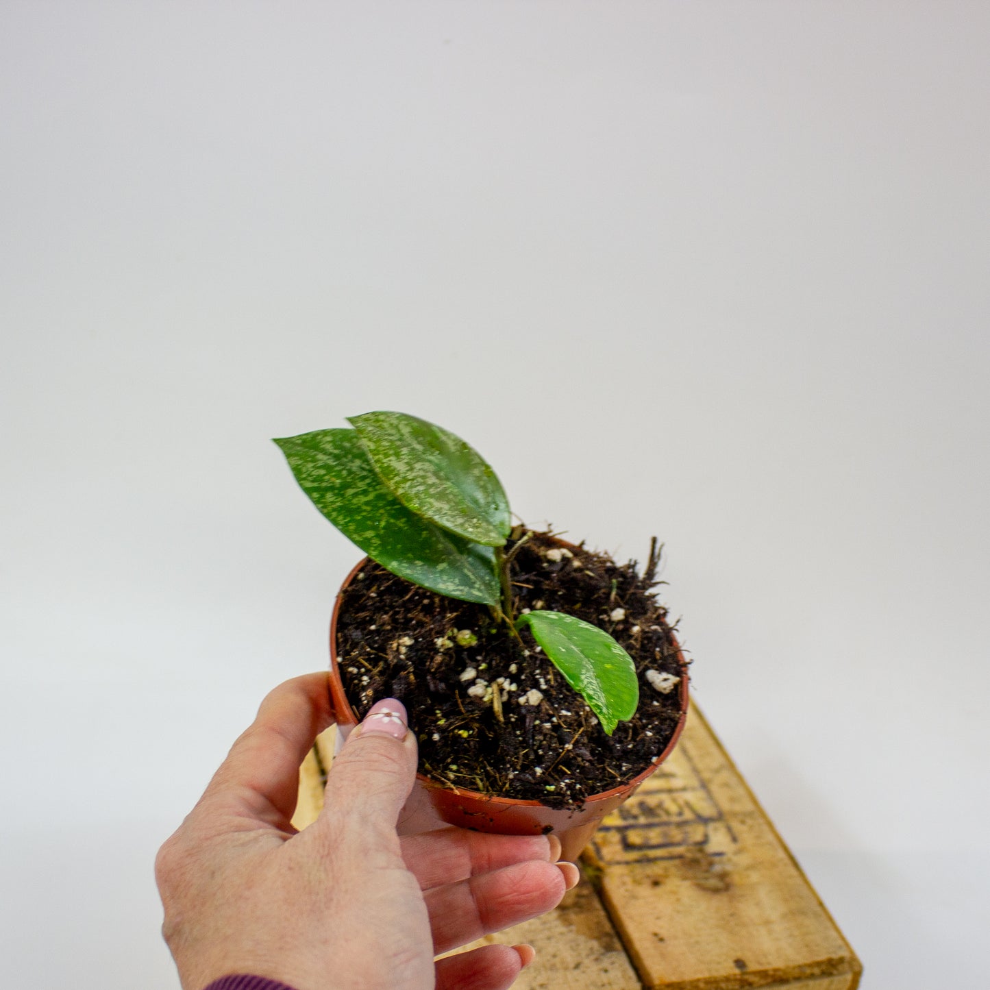Hoya parasitica Splash  10.5cm H15cm