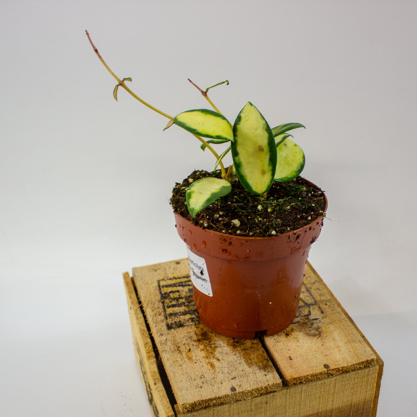 Hoya verticillata Inner Variegata  12cm H15cm