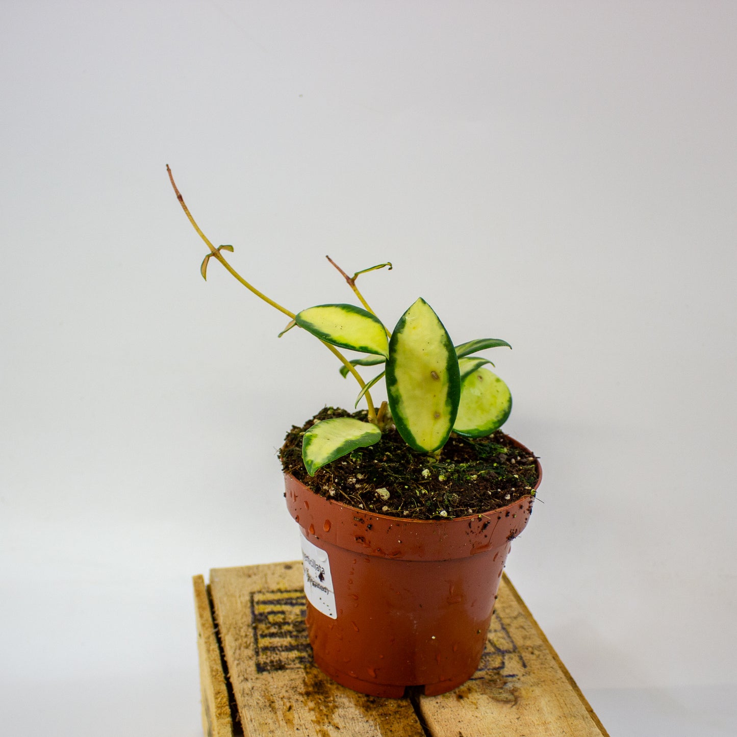 Hoya verticillata Inner Variegata  12cm H15cm