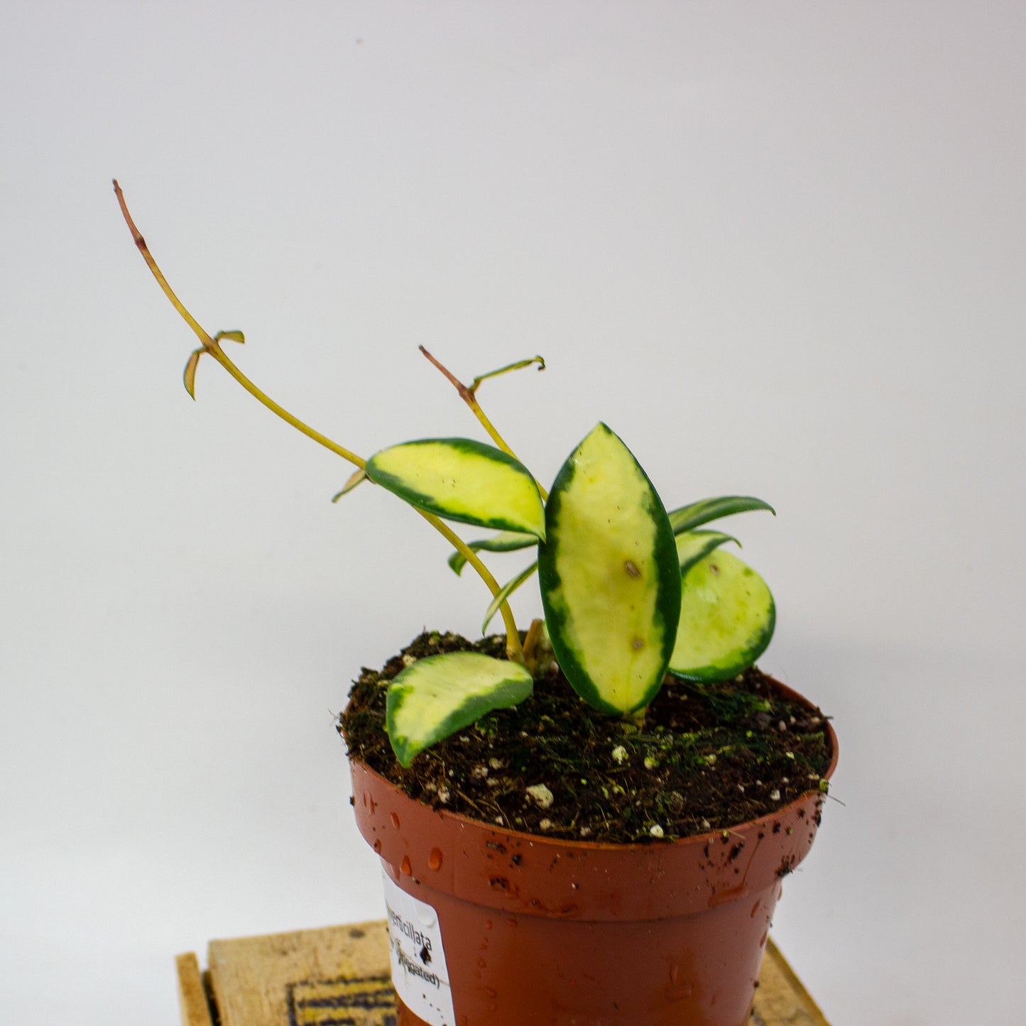 Hoya verticillata Inner Variegata  12cm H15cm