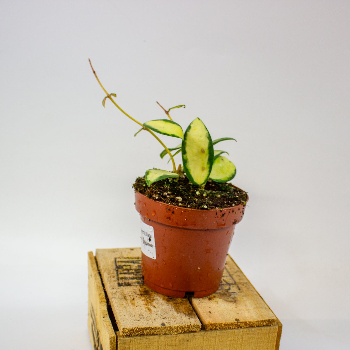 Hoya verticillata Inner Variegata  12cm H15cm