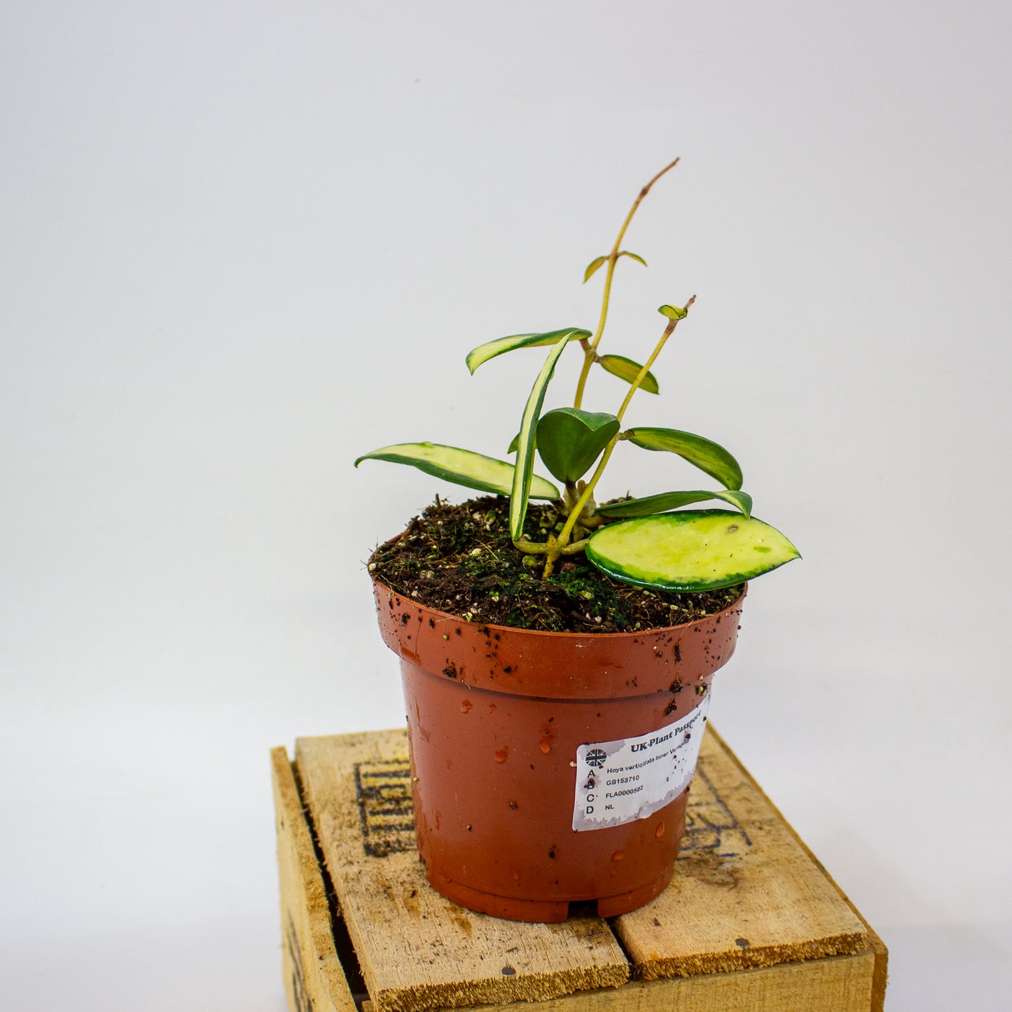 Hoya verticillata Inner Variegata  12cm H15cm