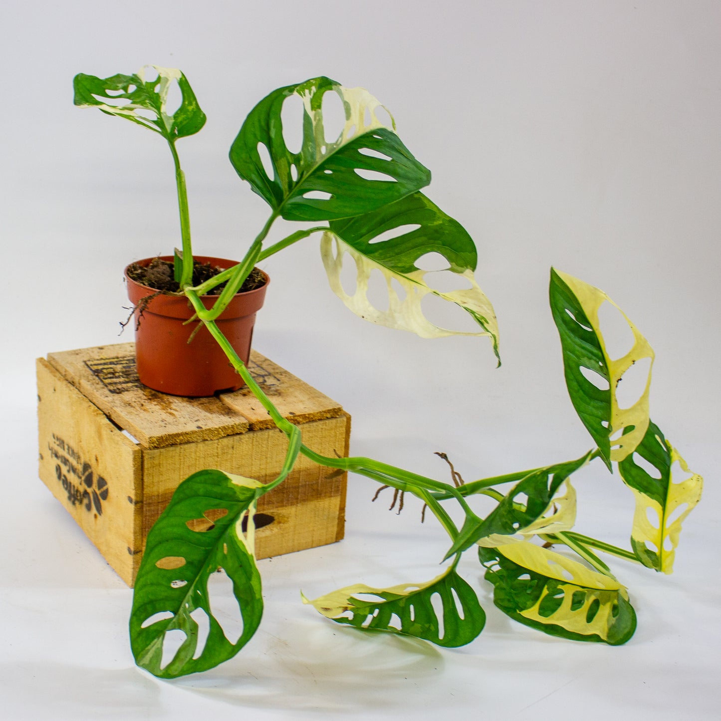 Monstera adansonii Variegata  10.5cm H25cm