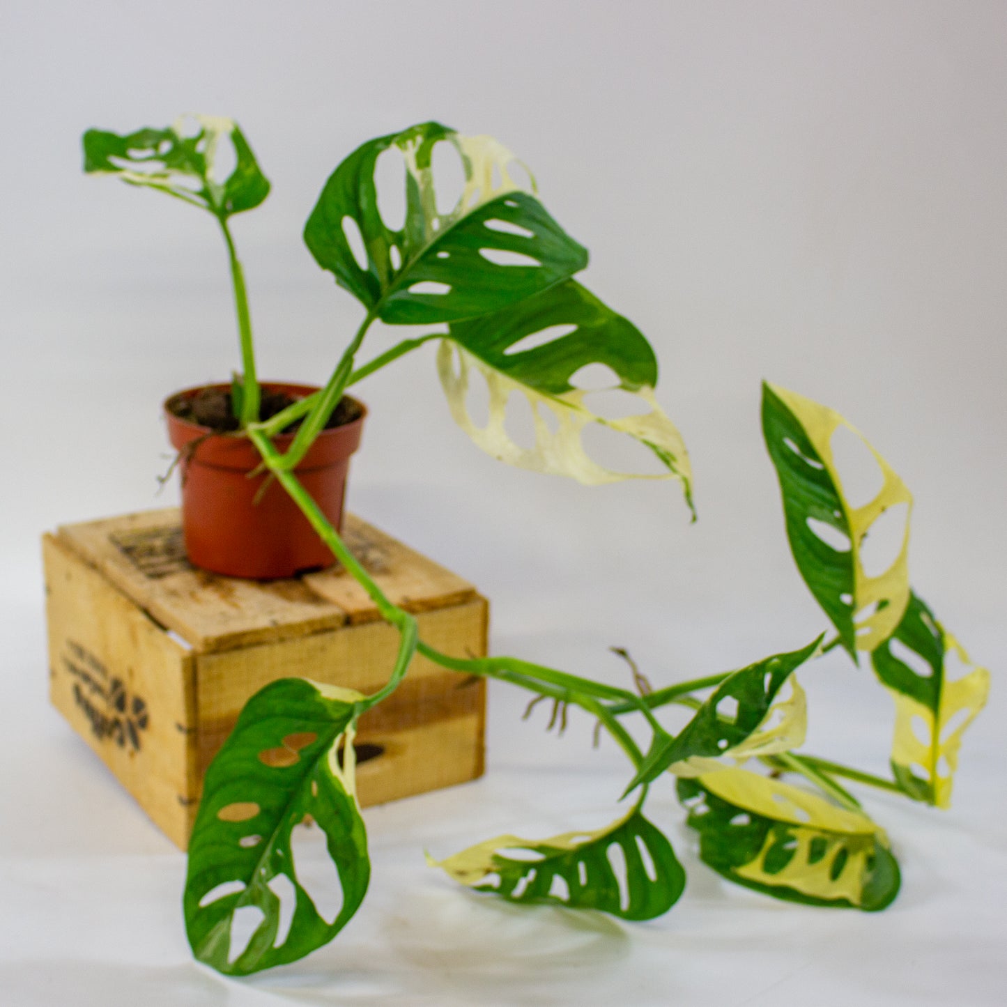 Monstera adansonii Variegata  10.5cm H25cm