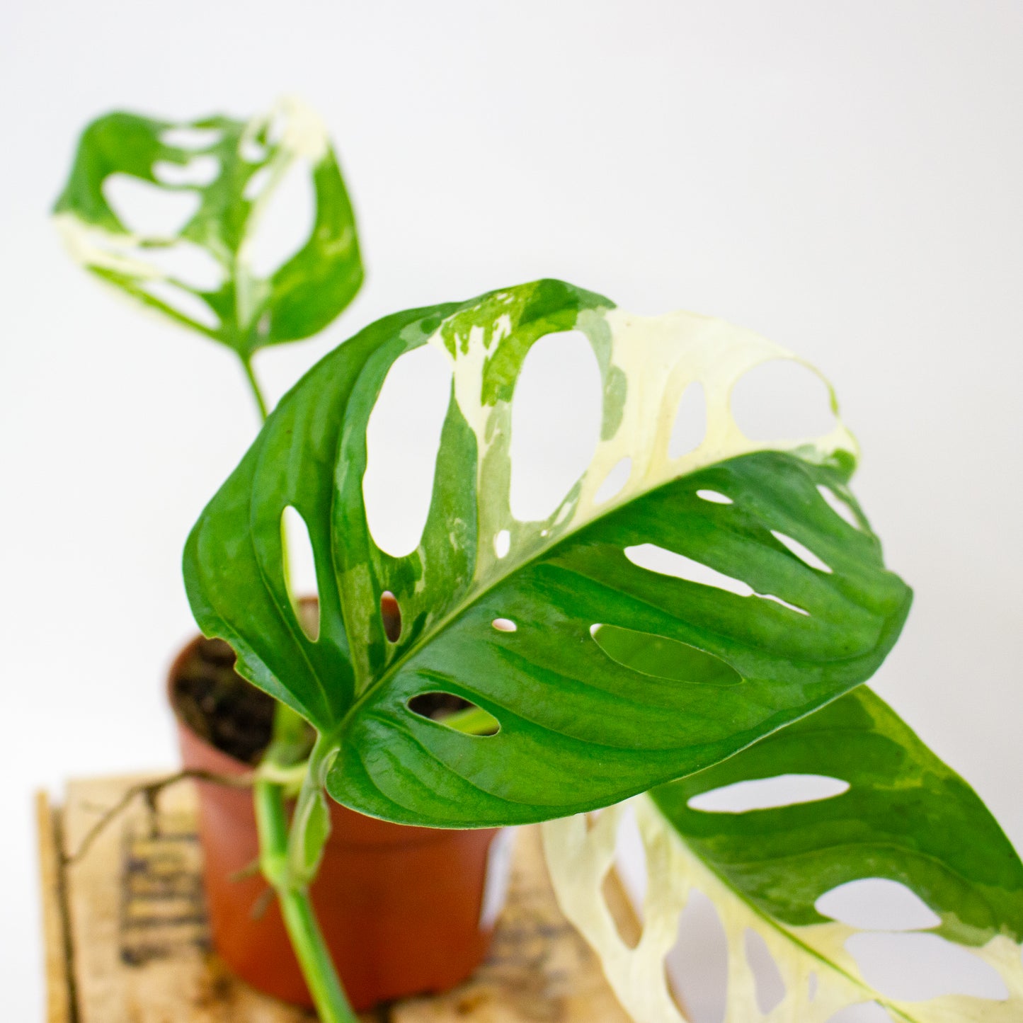 Monstera adansonii Variegata  10.5cm H25cm