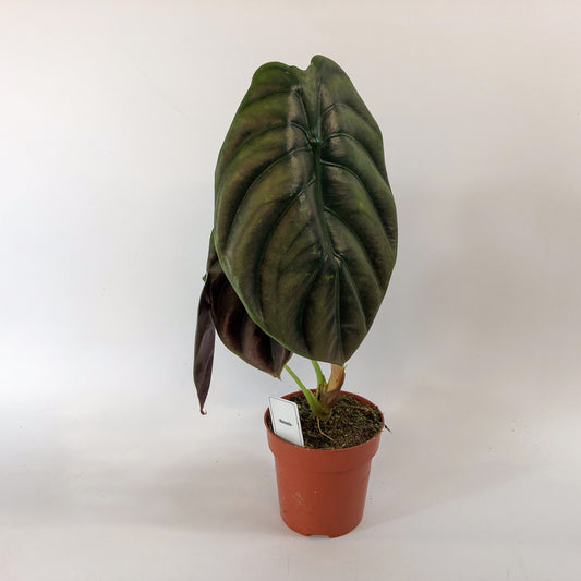 Alocasia cuprea Red Secret 12cm H30cm
