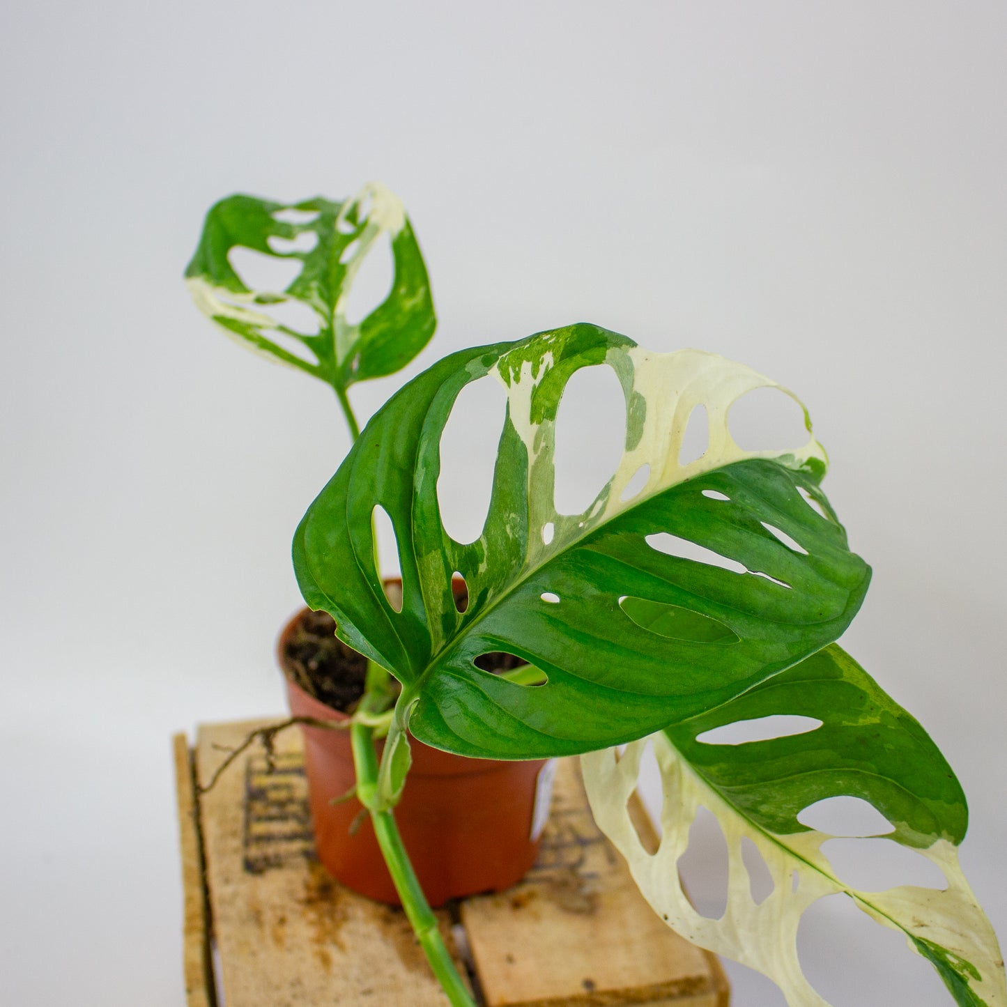Monstera adansonii Variegata  10.5cm H25cm