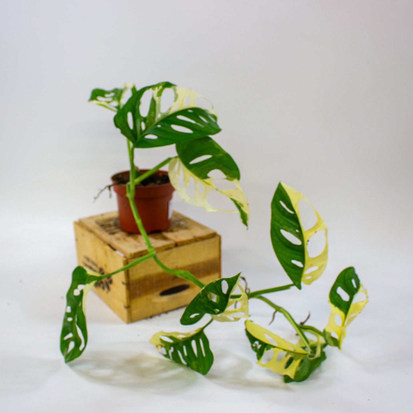 Monstera adansonii Variegata  10.5cm H25cm