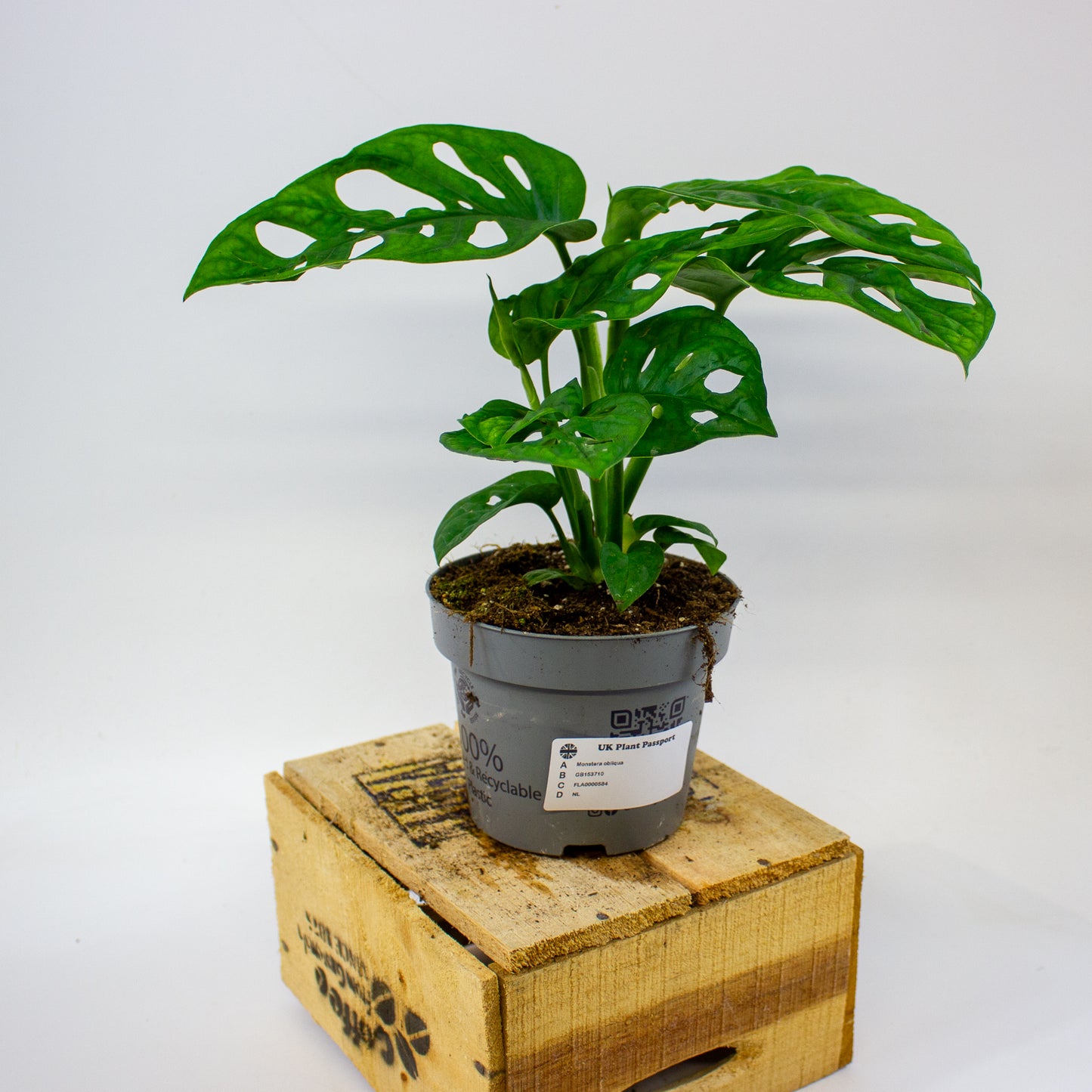 Monstera obliqua  12cm H35cm
