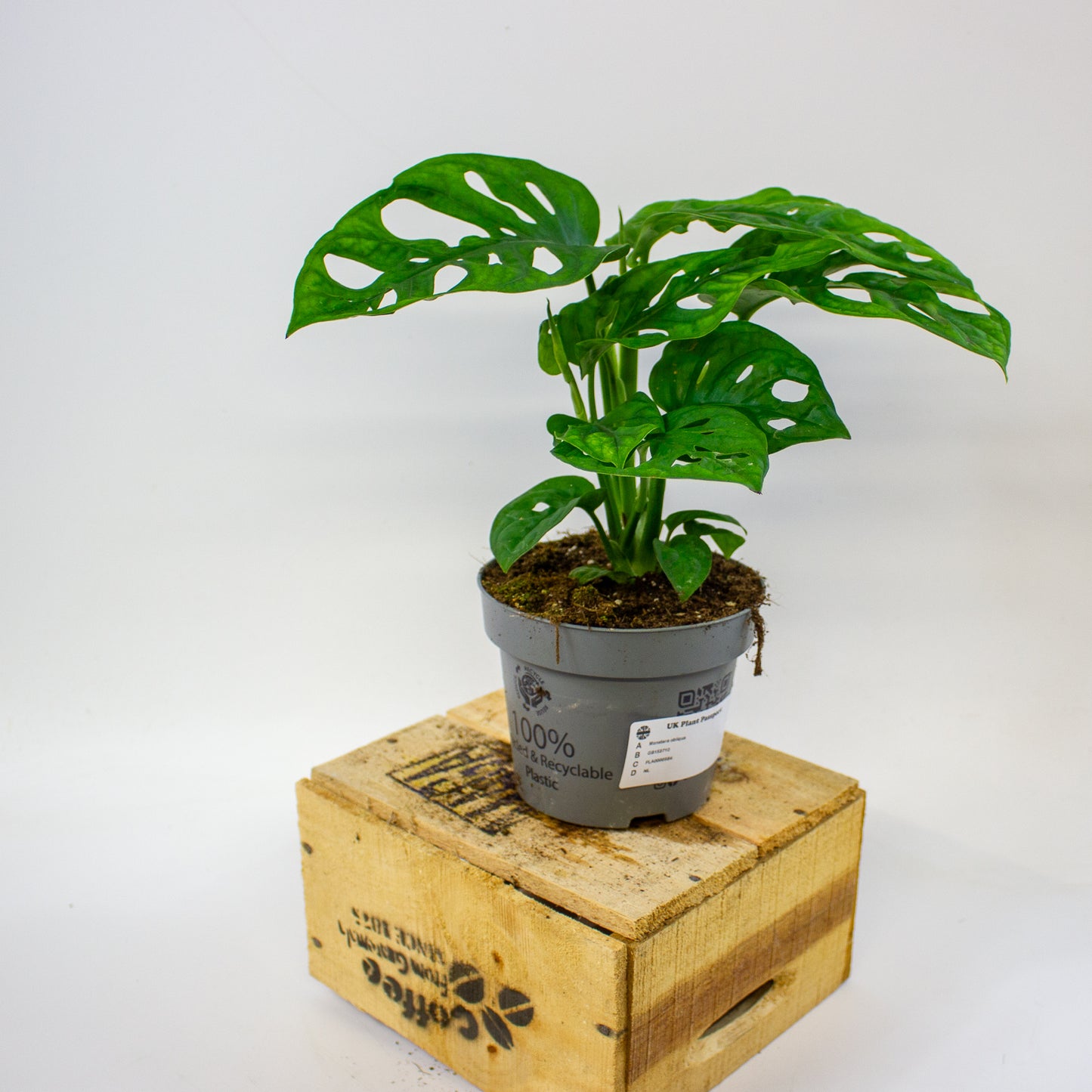 Monstera obliqua  12cm H35cm