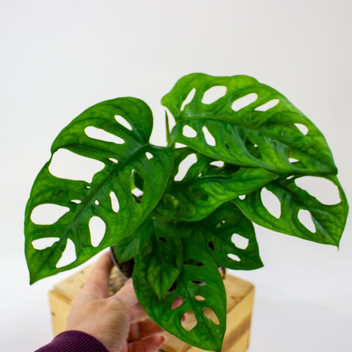 Monstera obliqua  12cm H35cm