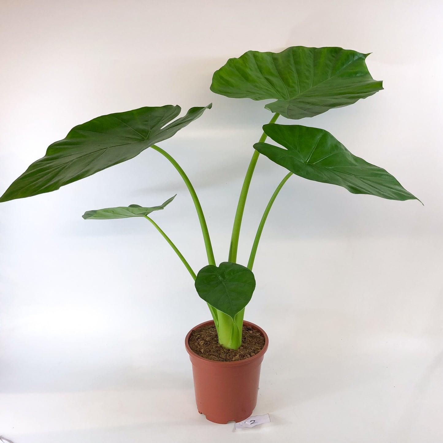 Alocasia macrorrhizos 17cm H75cm