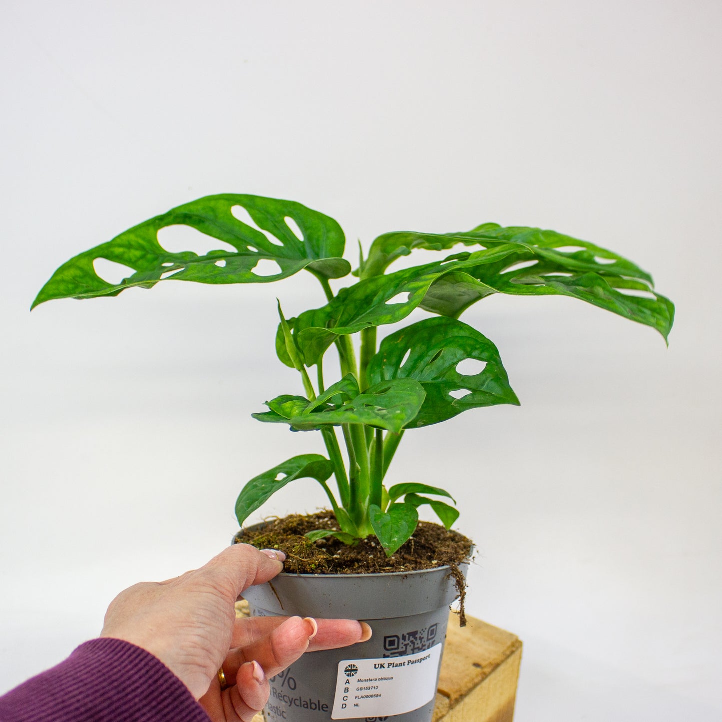 Monstera obliqua  12cm H35cm