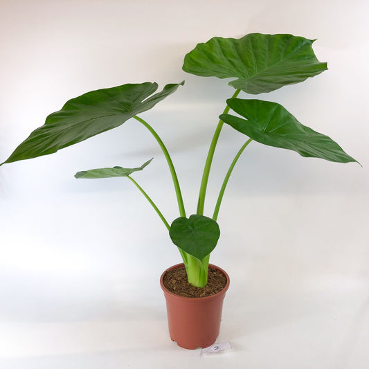Alocasia macrorrhizos 17cm H75cm