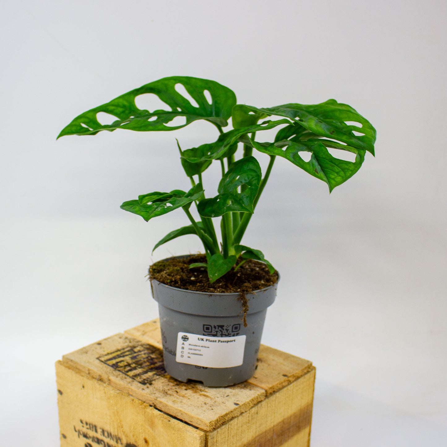 Monstera obliqua  12cm H35cm