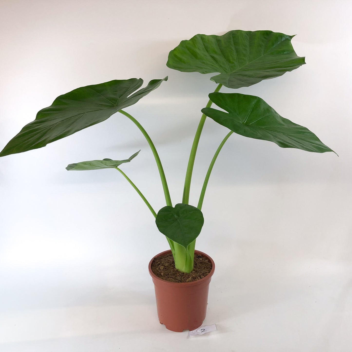 Alocasia macrorrhizos 17cm H75cm