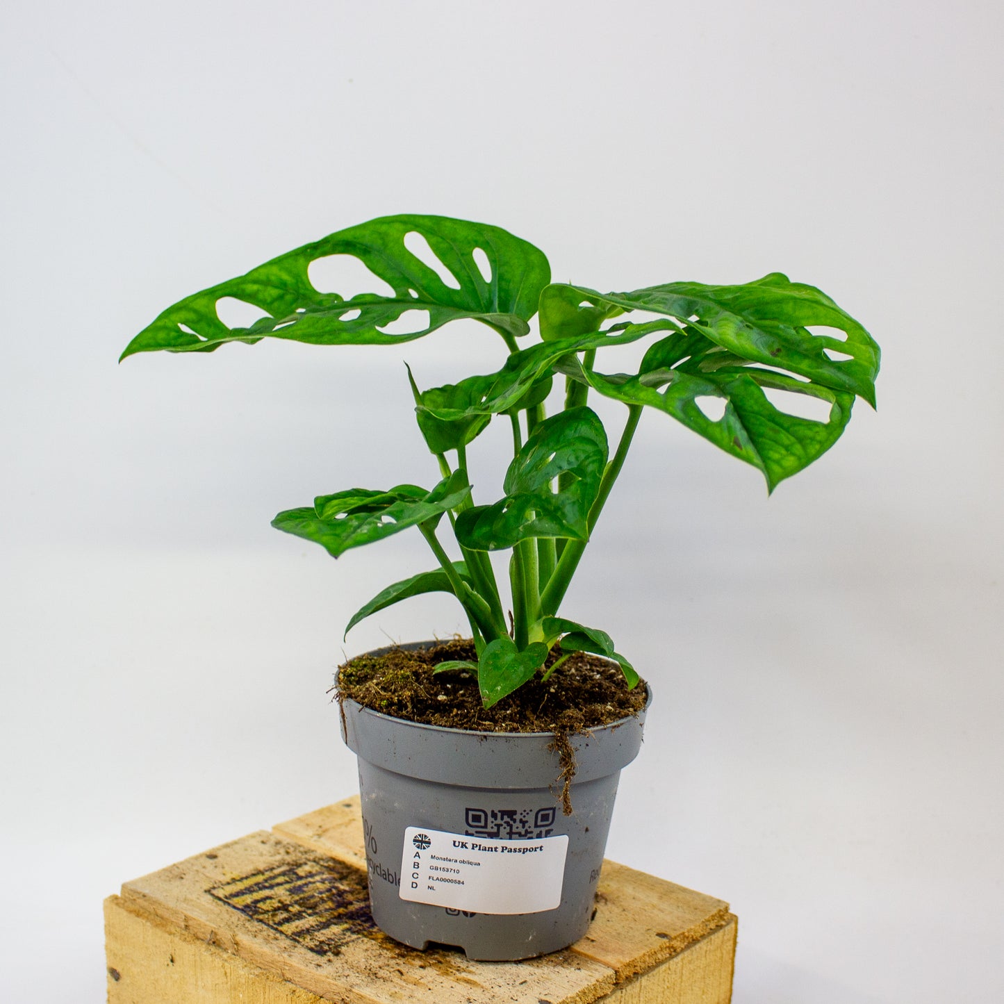 Monstera obliqua  12cm H35cm