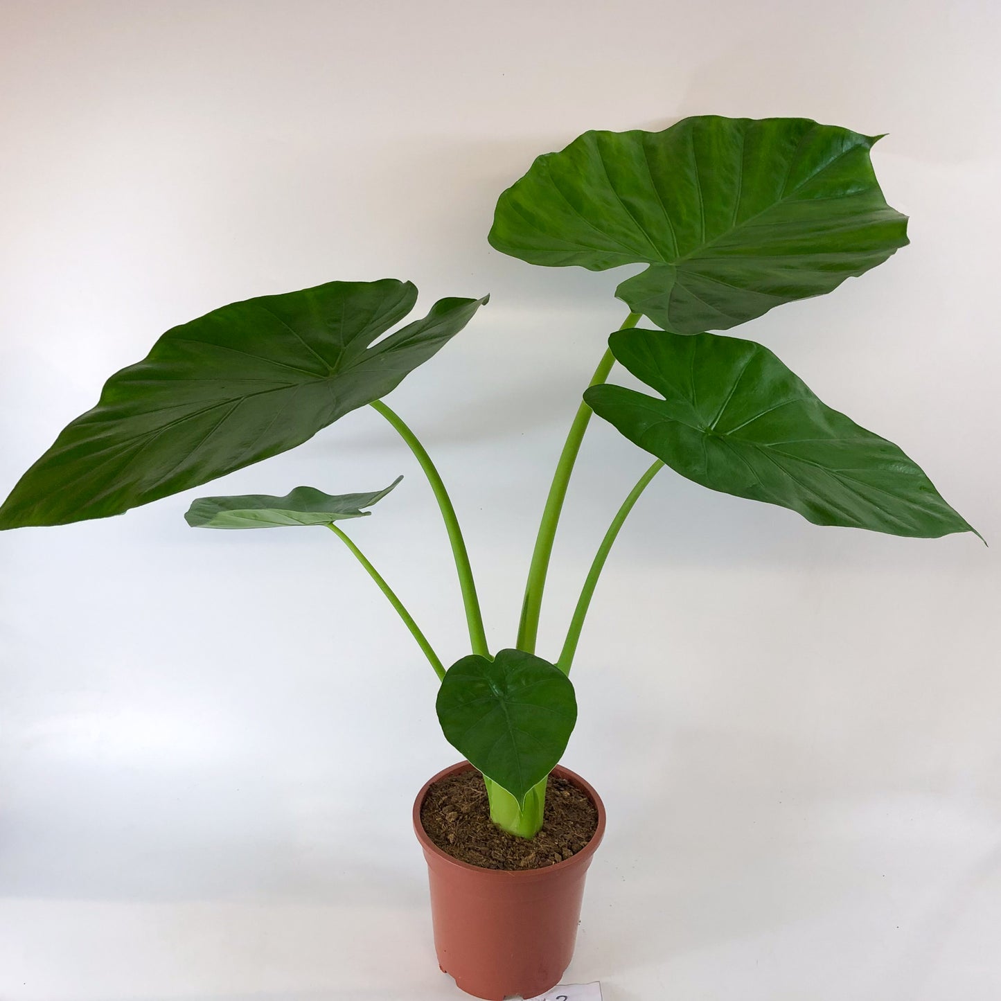 Alocasia macrorrhizos 17cm H75cm