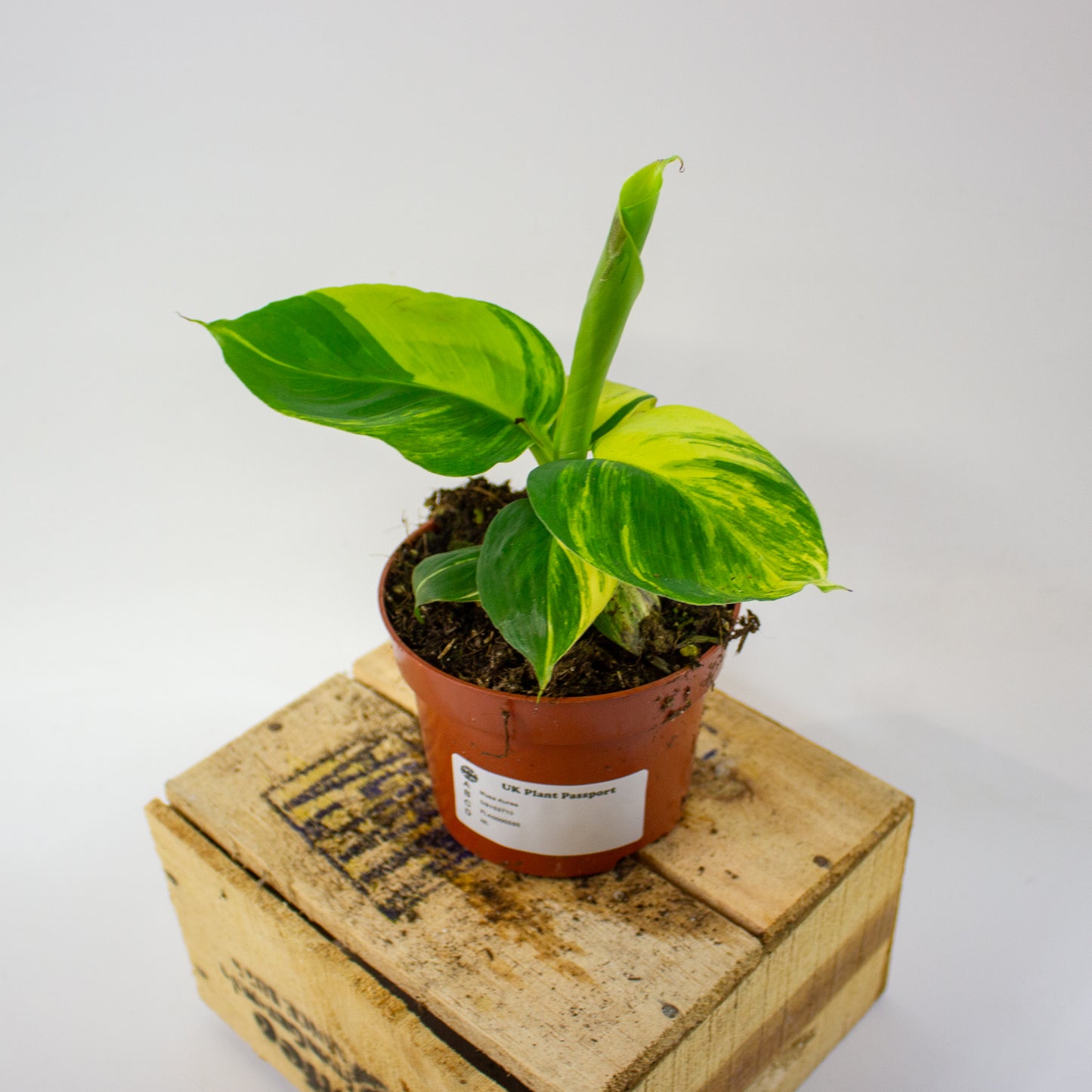 Musa Aurea  10.5cm H35cm