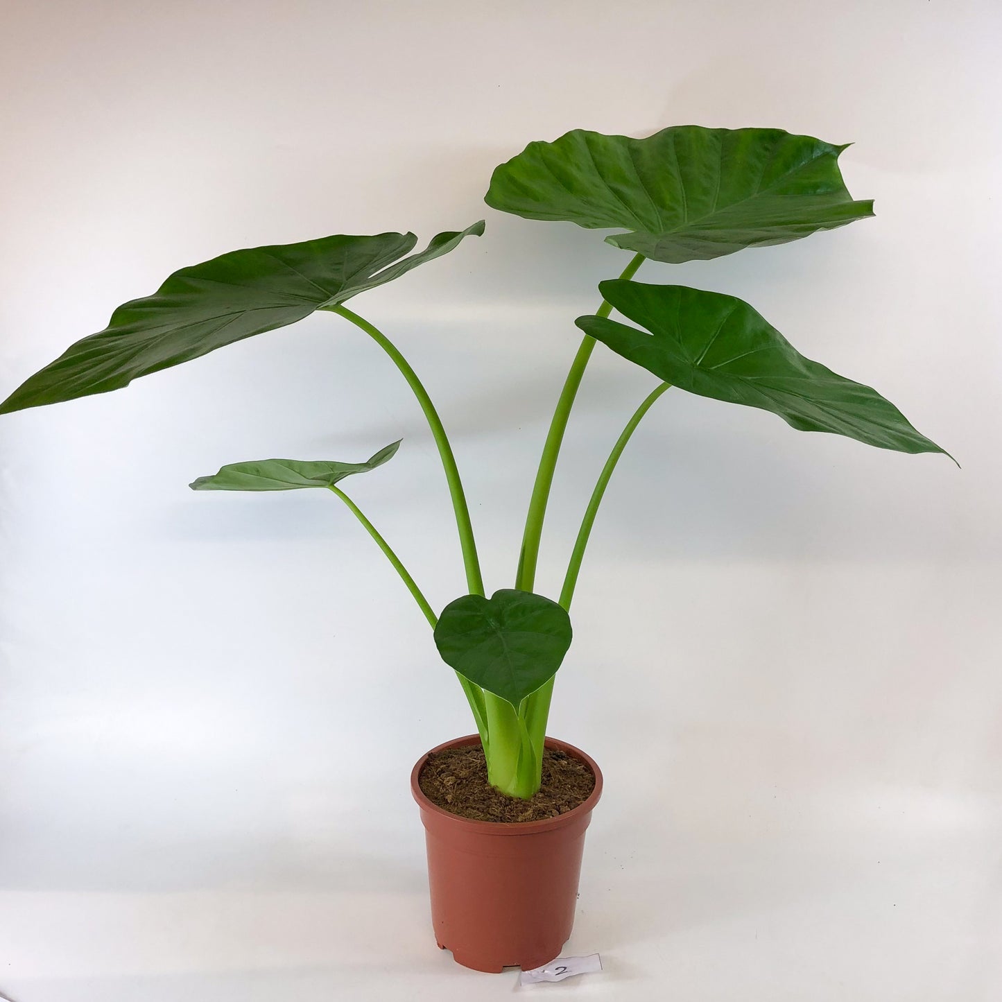 Alocasia macrorrhizos 17cm H75cm