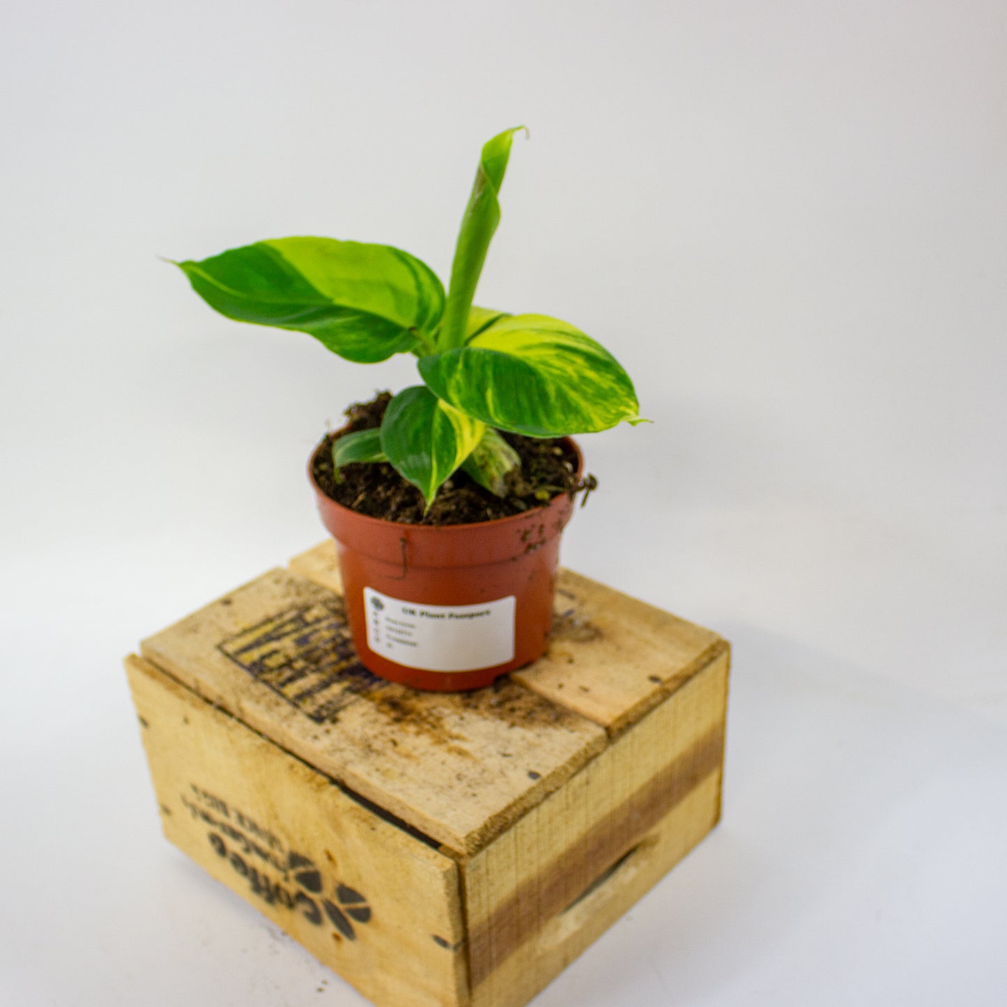 Musa Aurea  10.5cm H35cm