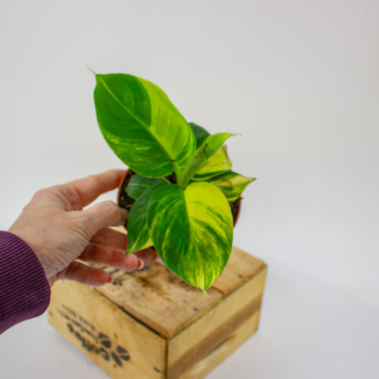 Musa Aurea  10.5cm H35cm