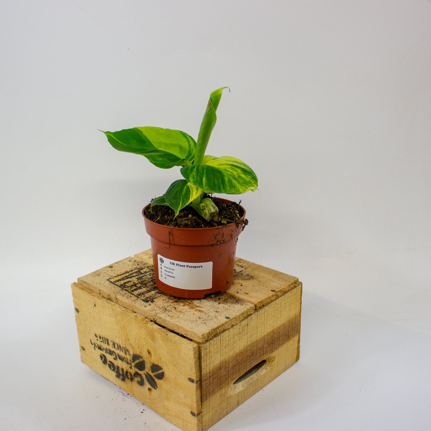 Musa Aurea  10.5cm H35cm