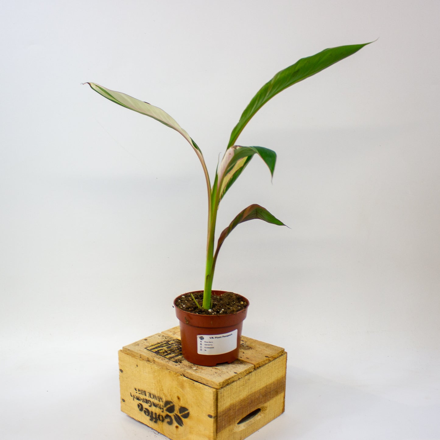 Musa Nono  10.5cm H25cm