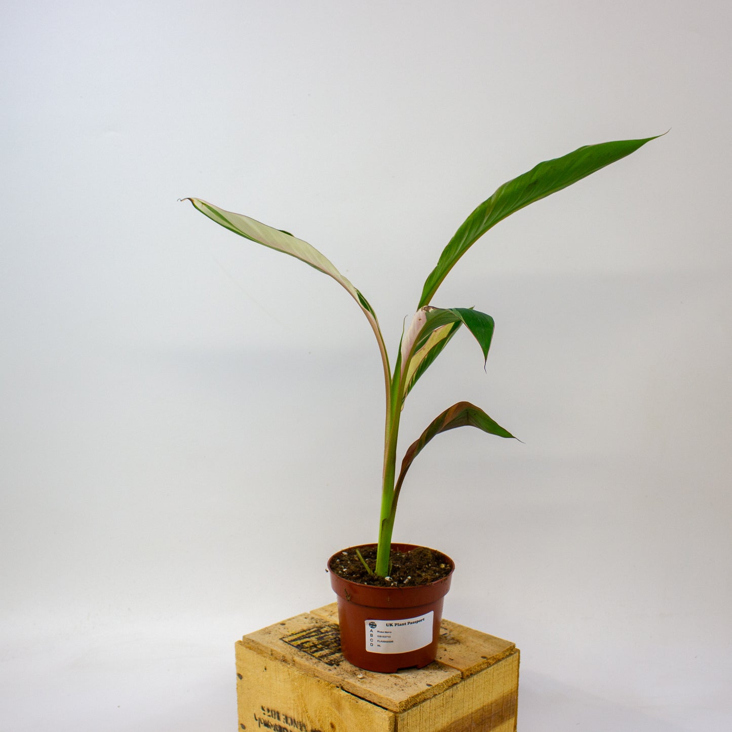 Musa Nono  10.5cm H25cm