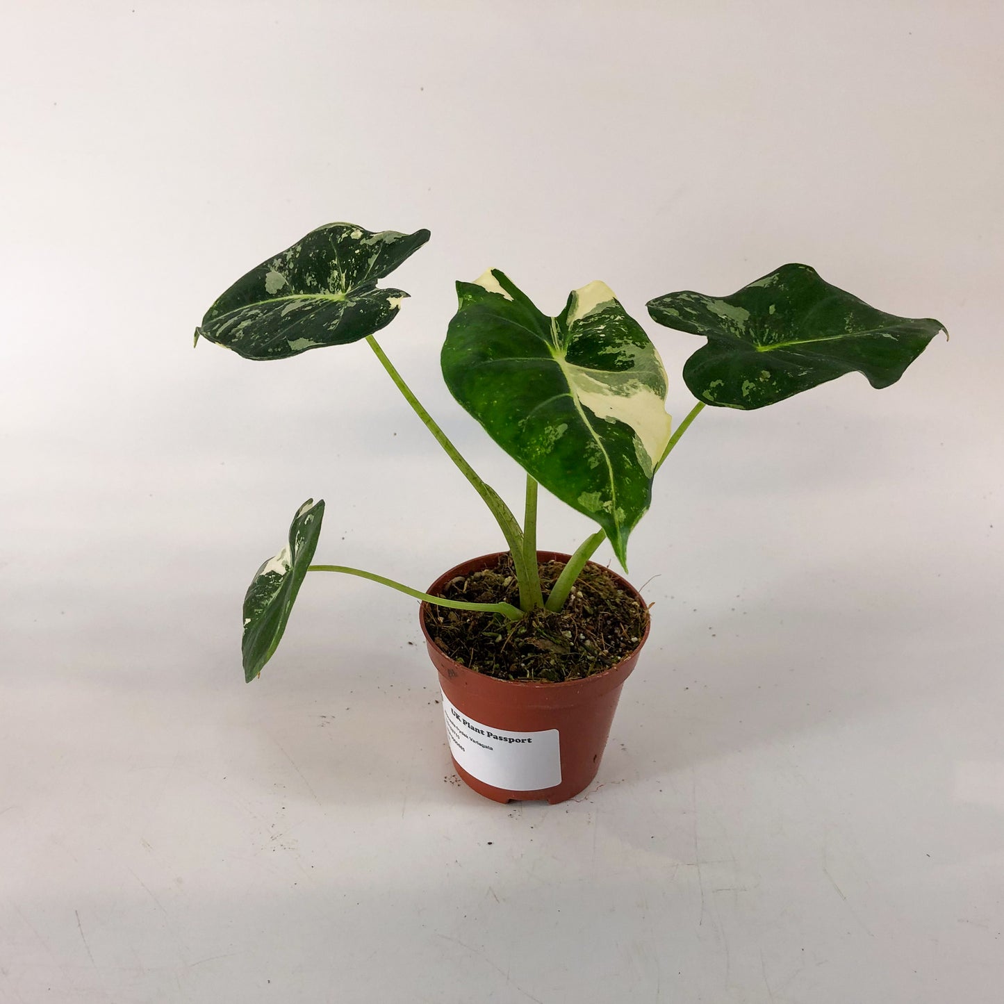Alocasia frydek Variegata 8cm H12cm