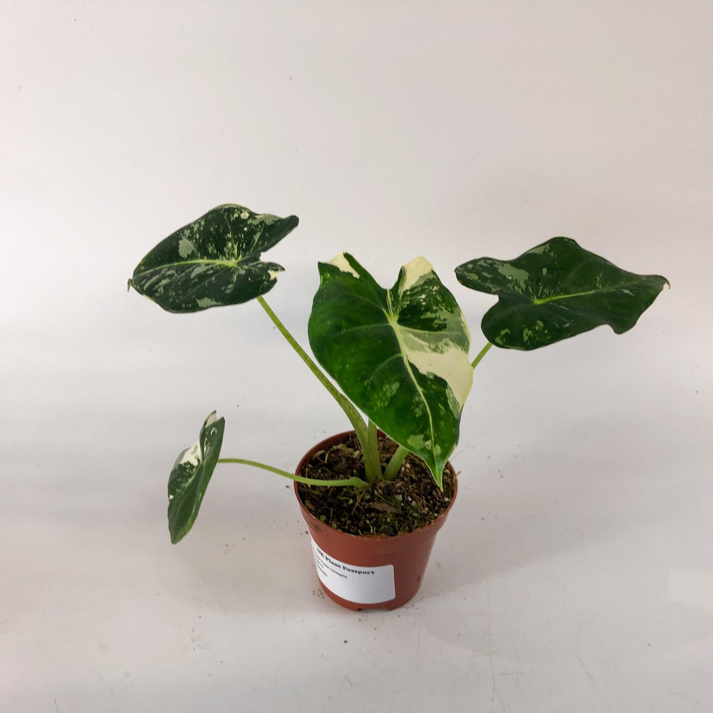 Alocasia frydek Variegata 8cm H12cm