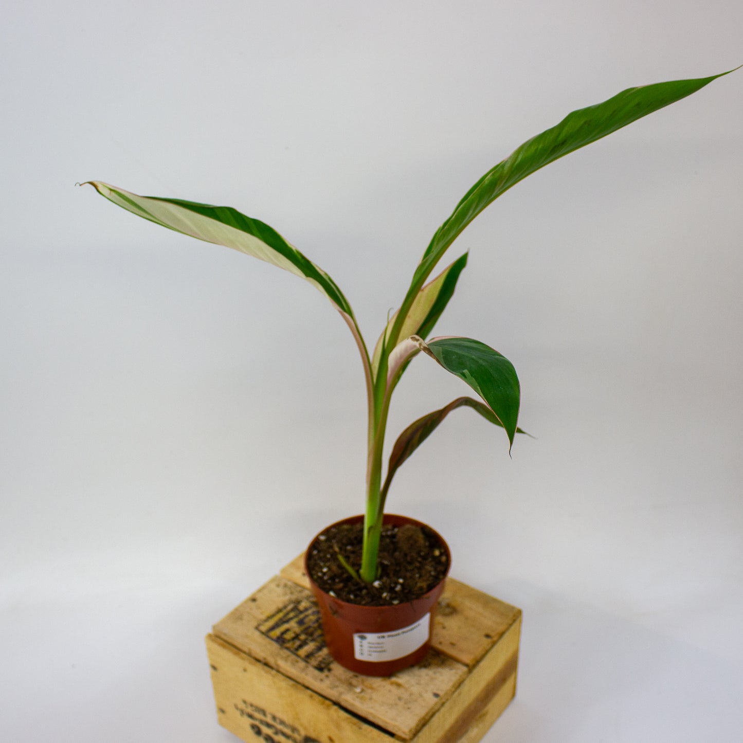 Musa Nono  10.5cm H25cm