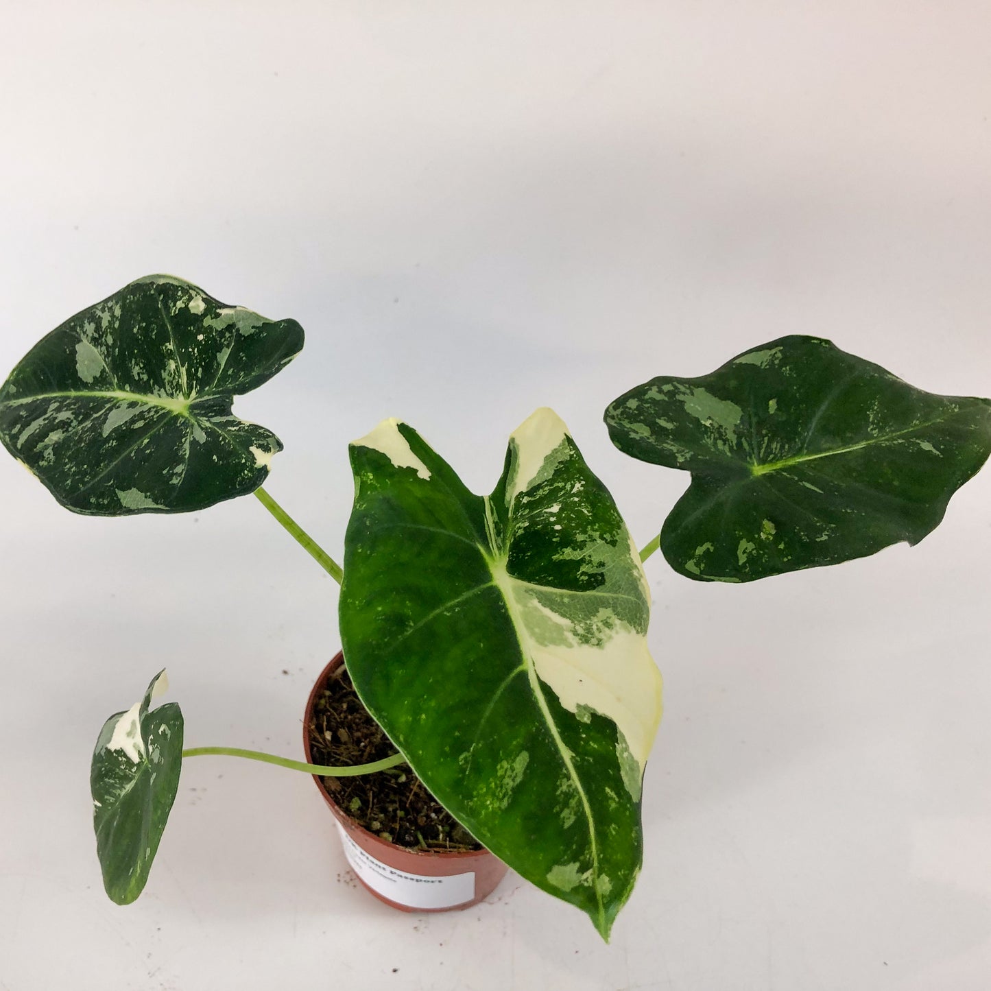 Alocasia frydek Variegata 8cm H12cm