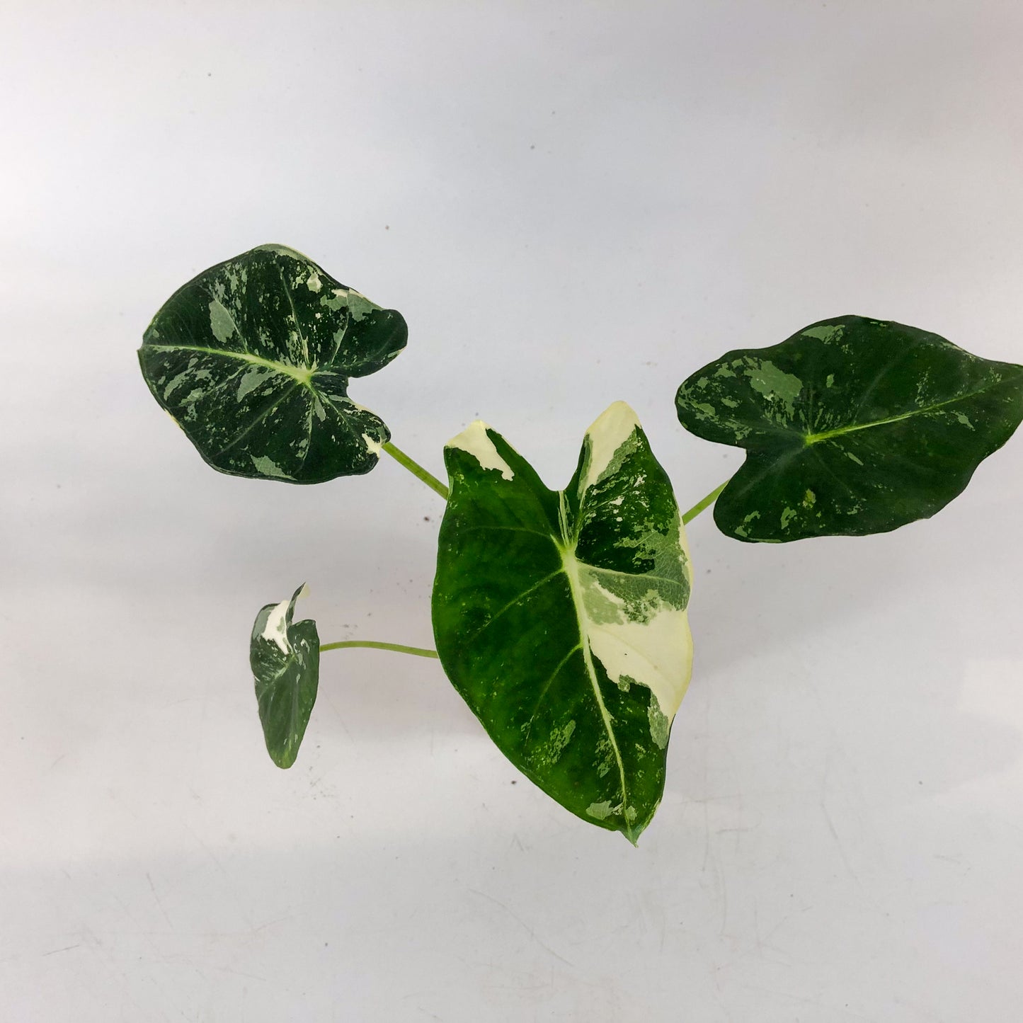 Alocasia frydek Variegata 8cm H12cm