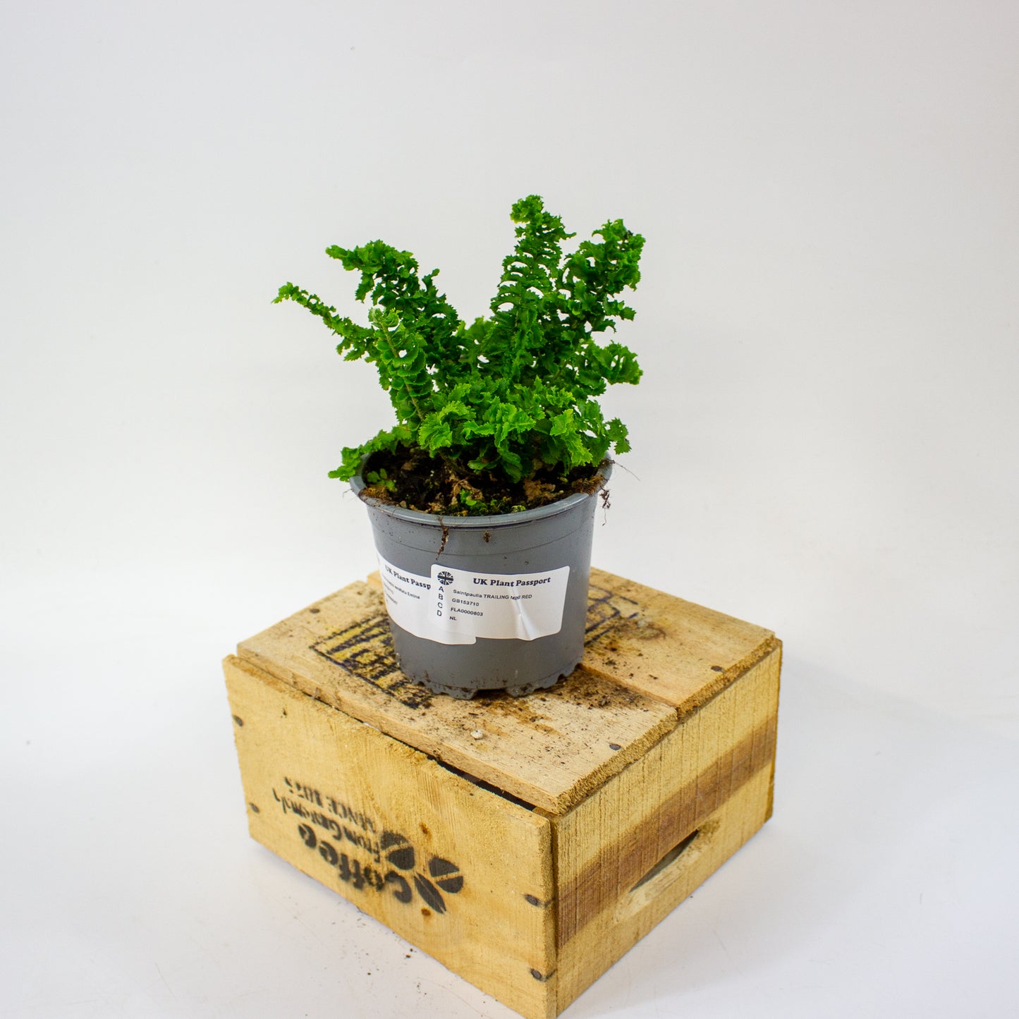 Nephrolepis exaltata Emina  11cm H25cm