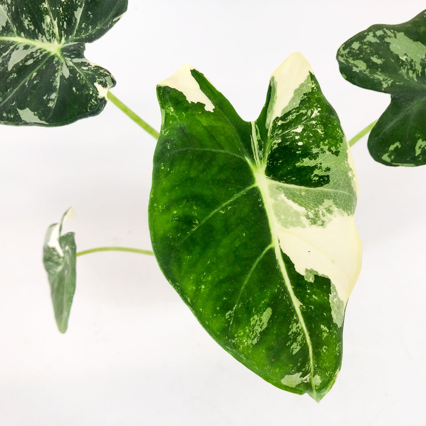 Alocasia frydek Variegata 8cm H12cm
