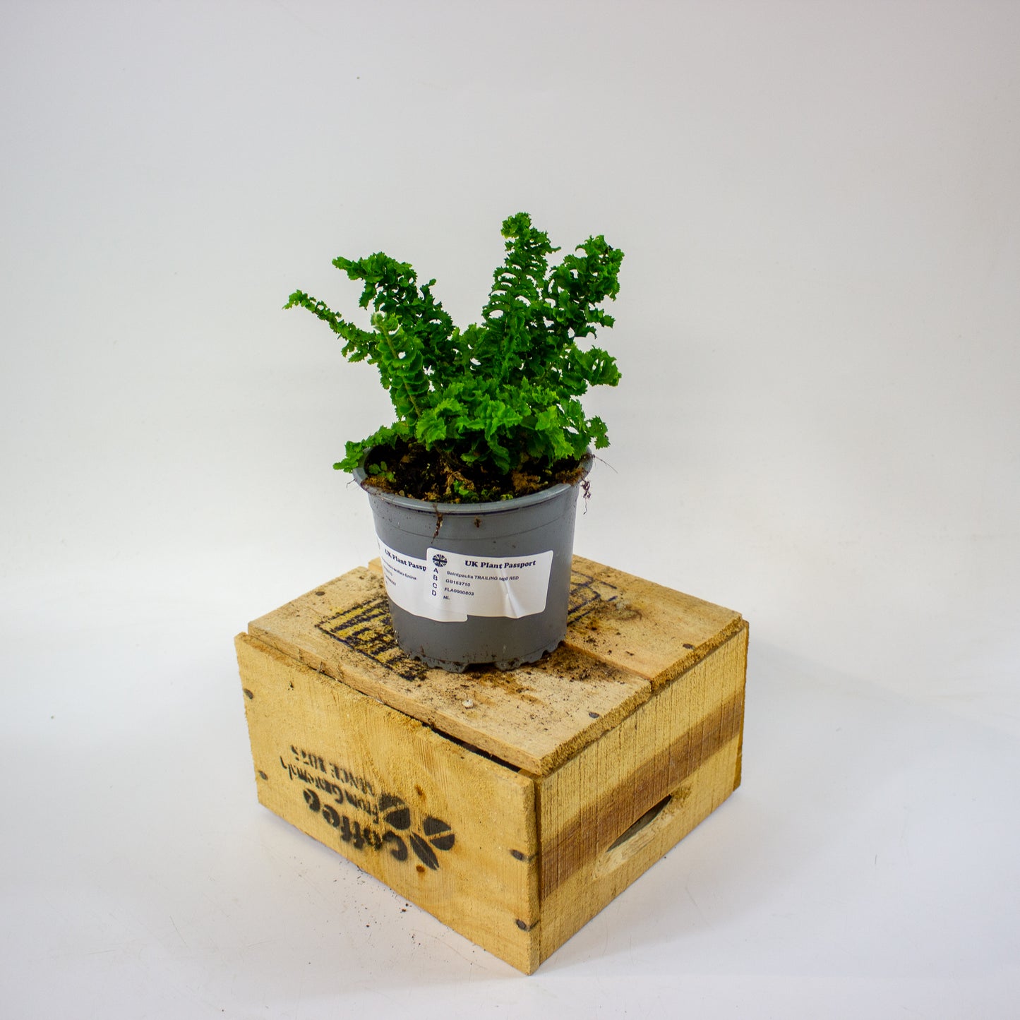 Nephrolepis exaltata Emina  11cm H25cm