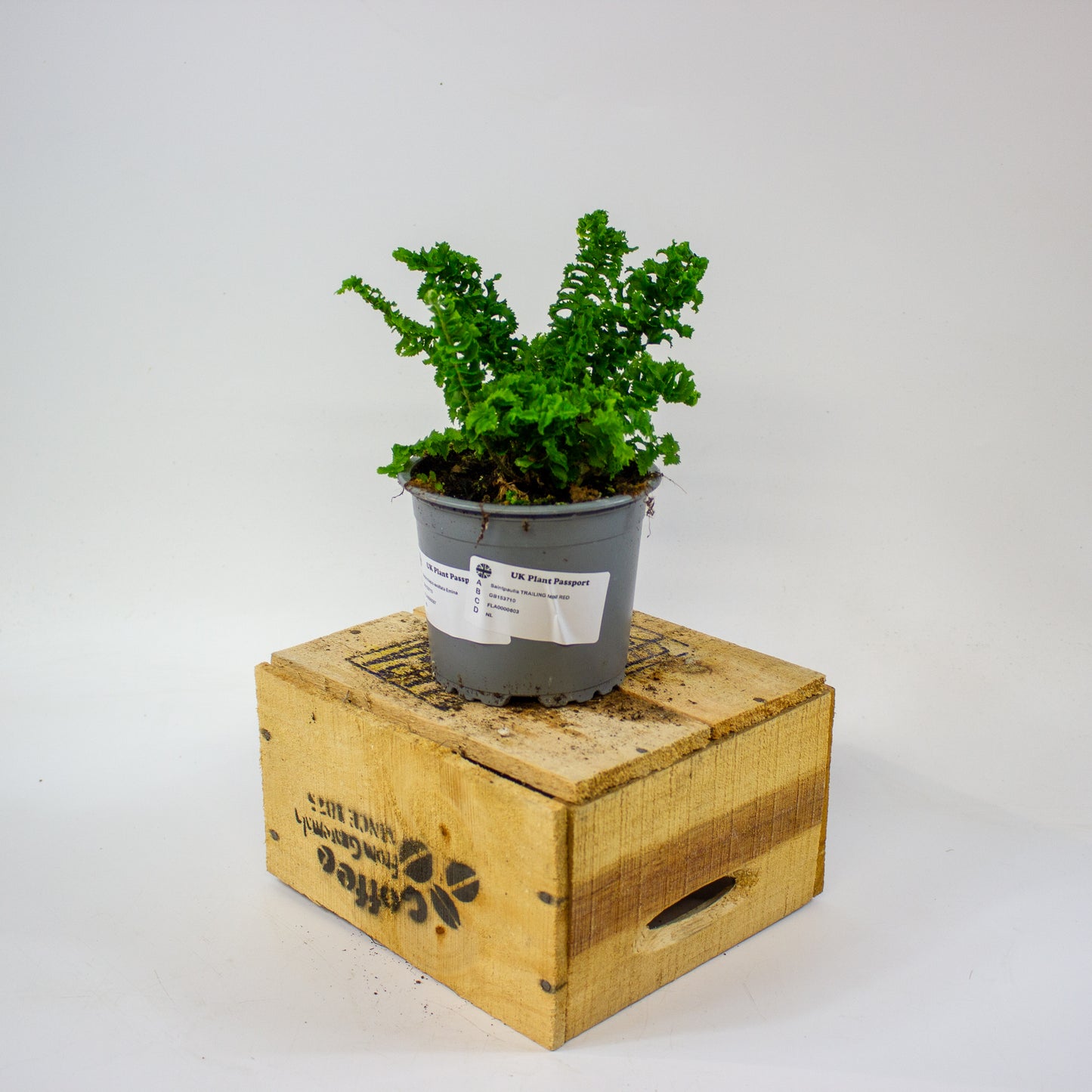 Nephrolepis exaltata Emina  11cm H25cm