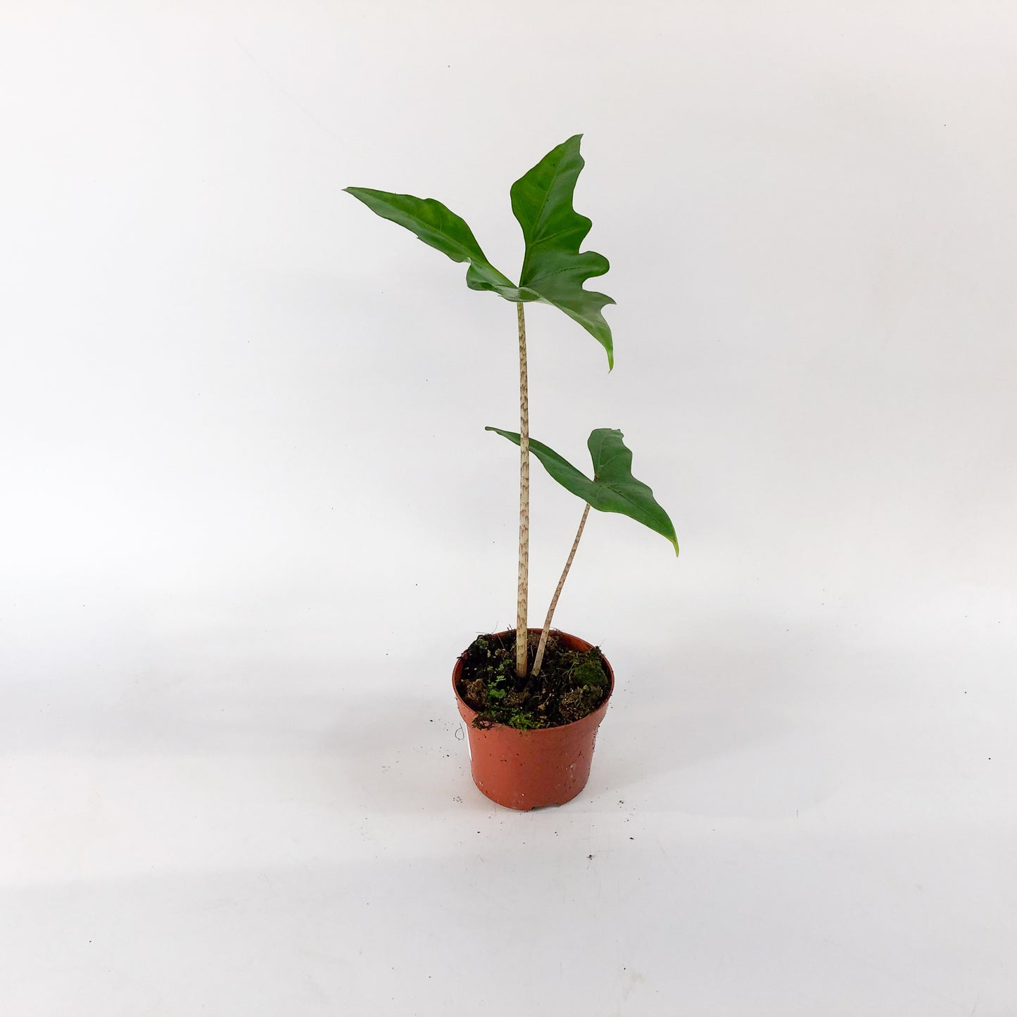 Alocasia Batwing 10.5cm H15cm