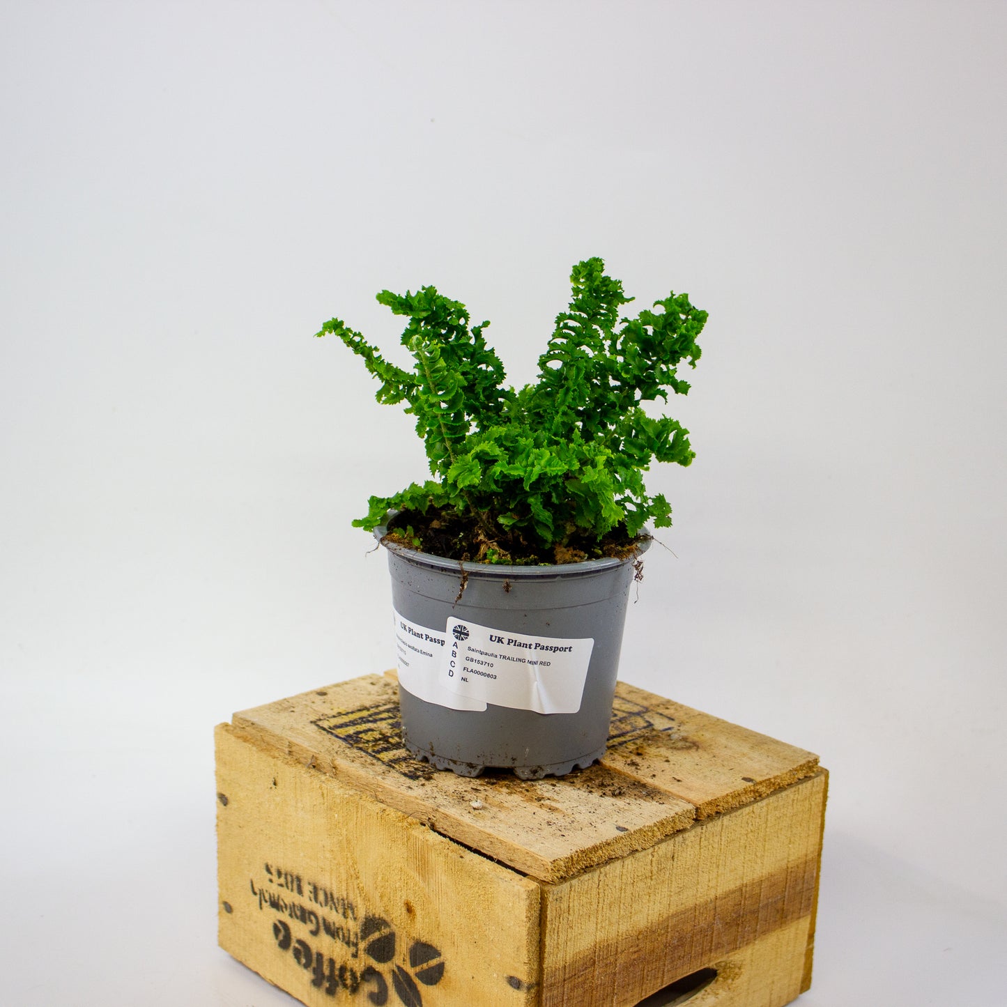 Nephrolepis exaltata Emina  11cm H25cm