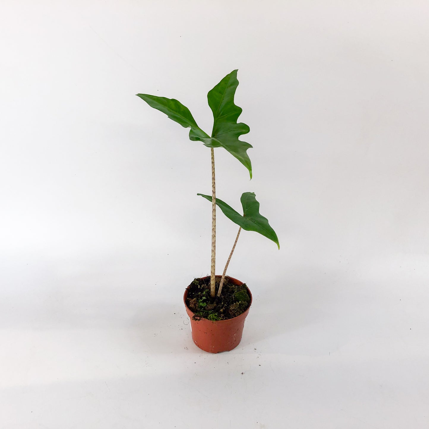 Alocasia Batwing 10.5cm H15cm