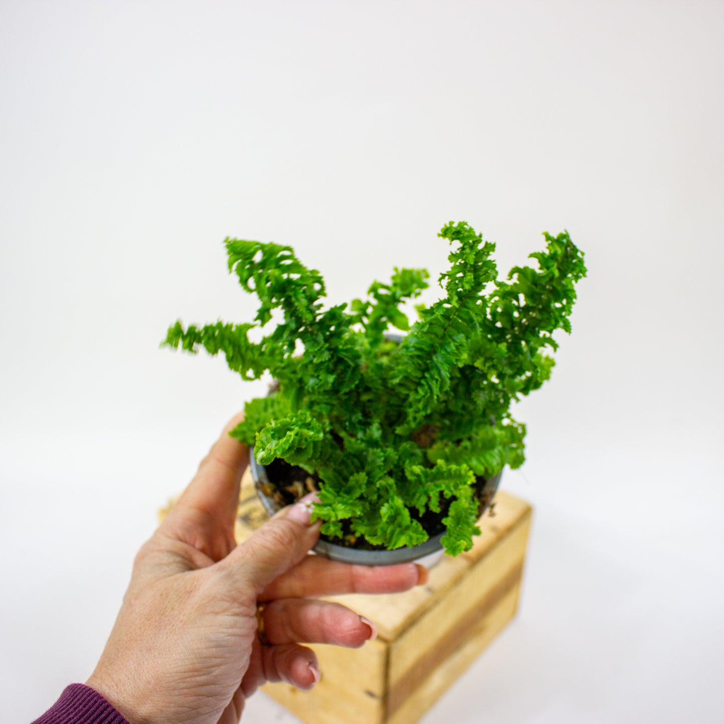 Nephrolepis exaltata Emina  11cm H25cm